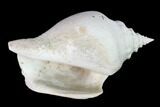 Pleistocene Gastropod (Strombus) Fossil - Florida #148575-1